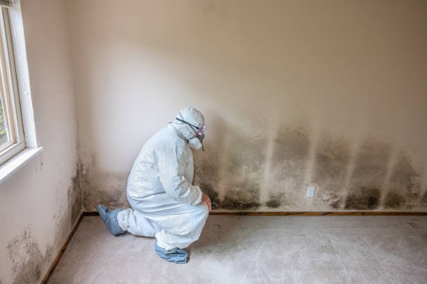 Best Health and Safety Mold Remediation in North Conway, NH