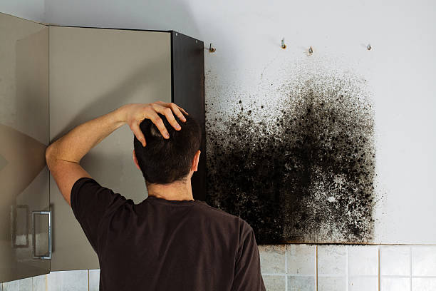 Best Emergency Mold Remediation in North Conway, NH