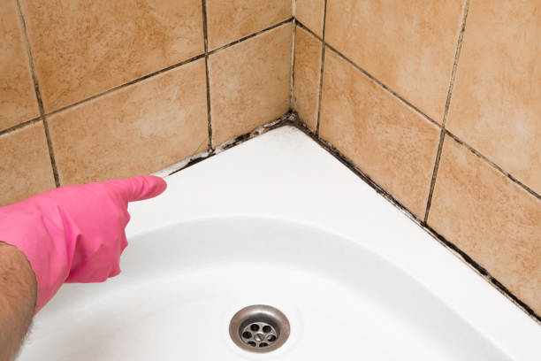 Best Kitchen Mold Remediation in North Conway, NH